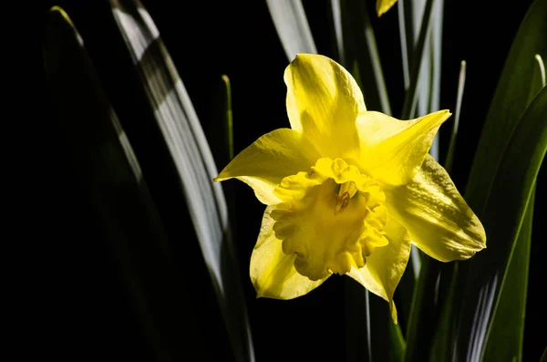 Amarelo narciso sobre um fundo preto — Fotografia de Stock