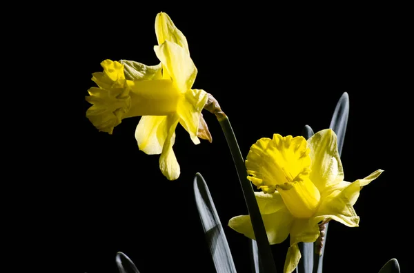 Narciso amarillo sobre fondo negro — Foto de Stock