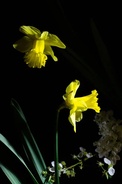 Gele narcis op een zwarte achtergrond — Stockfoto