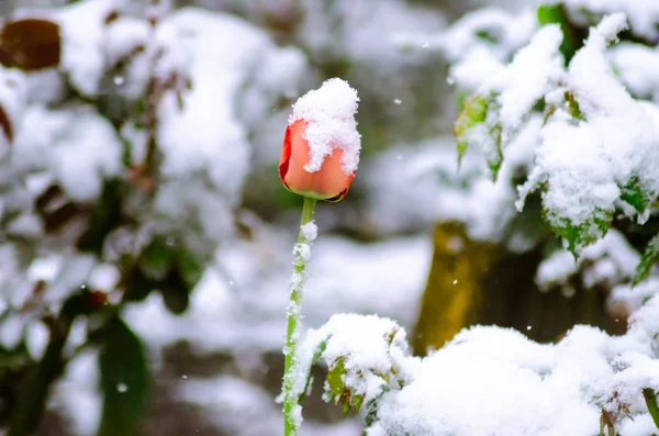 karda lale. İlkbaharda kar yağışı