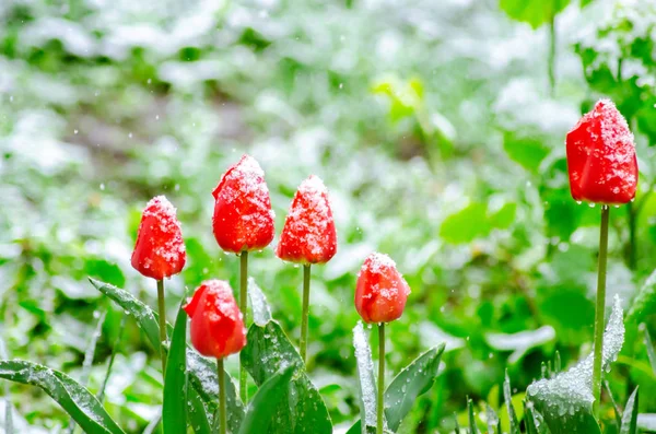 Tulips in the snow. Springtime snowfall — Stock Image Tulips in the snow. Springtime snowfall Stock Picture