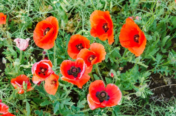 poppies alanını kapat