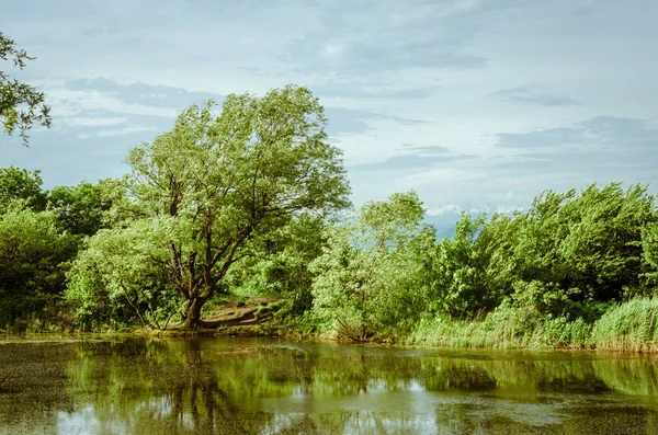 rüzgarlı havalarda gölüzerinde ağaç. manastır gölü beshtau Kafkas maden suları
