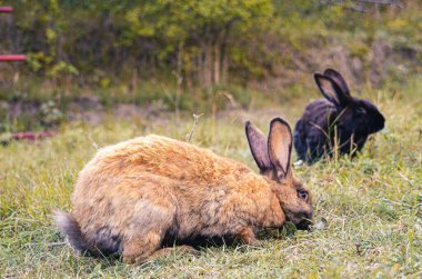 Çimlerde tavşan, papatya tacı, bahar ve paskalya.