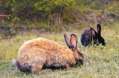 Çimlerde tavşan, papatya tacı, bahar ve paskalya.