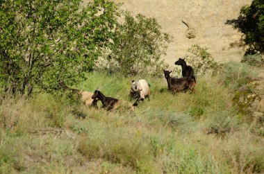 Serbestçe dolaşan keçi sürüsü, Capra aegagrus, dik bir dağ yamacında yürüyor ve otluyor.