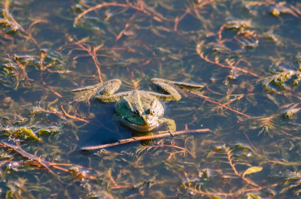 Kikker Natuurlijke Habitat — Stockfoto