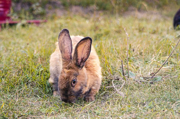 Çimlerde tavşan, papatya tacı, bahar ve paskalya.