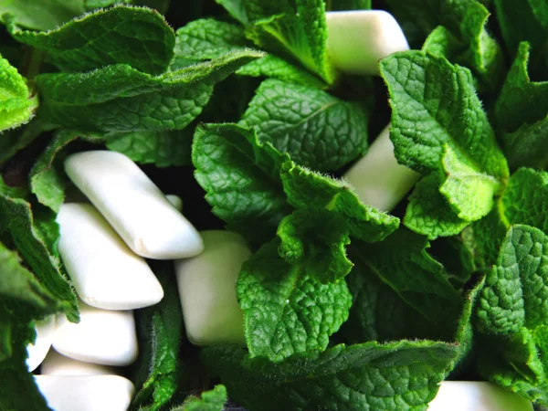 Fresh Mint Leaves Chewing Gum Pads — Stock Photo, Image