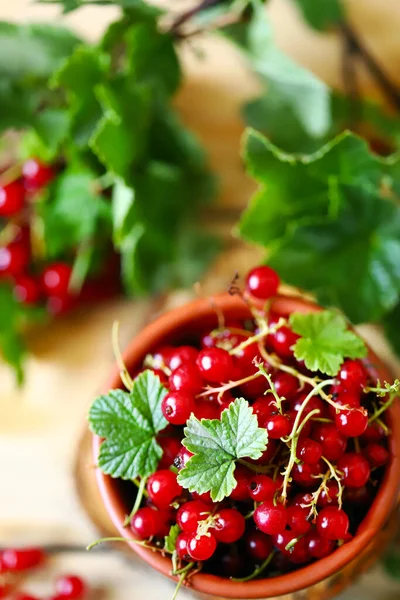 Selective focus. Red currants in a bowl. Red currant leaves. Summer fresh berries.