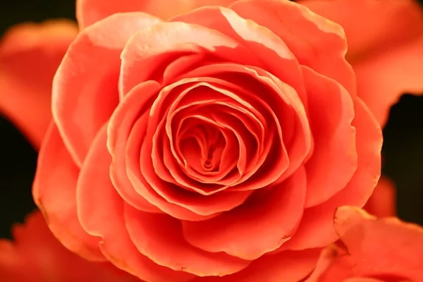 粉红玫瑰 美丽的玫瑰接近 — 图库照片