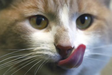 Evcil bir kedi portresi. Beyaz bir kedinin sevimli yüzü..