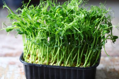 Tencerede mikro yeşiller. Yeşil bezelye filizi. Süper yemek..