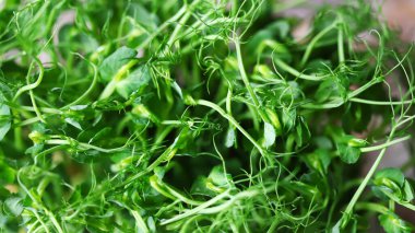 Kavanozda sulu yeşil bezelye filizi. Mikroyeşil.