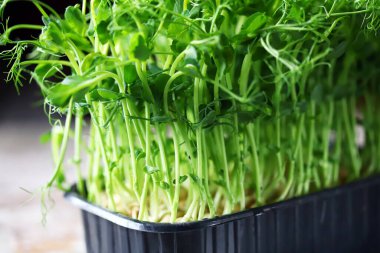 Tencerede mikro yeşiller. Yeşil bezelye filizi. Süper yemek..