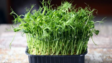 Mikroyeşil tencerede yetişiyor. Bezelye filizleri. Süper yemek. Vitaminler ve mineraller.