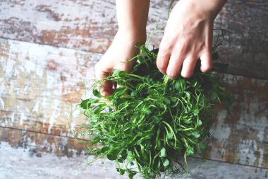 Erkeklerin elleri mikroyeşillikleri tencerede tutar. Bezelye mikroçerezleri tencerede yetişir. Taze, sulu bezelye filizleri. Madde kalıntıları. Süperyiyecekler.