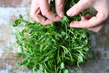Erkeklerin elleri mikroyeşillikleri tencerede tutar. Bezelye mikroçerezleri tencerede yetişir. Taze, sulu bezelye filizleri. Madde kalıntıları. Süperyiyecekler.