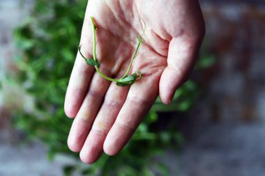 Tencerede mikroyeşil. Eller mikroyeşile dokunur. Evde yeşillik yetişiyor..
