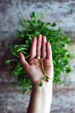 Avucunun içinde mikro yeşiller. Taze bezelye filizleri.