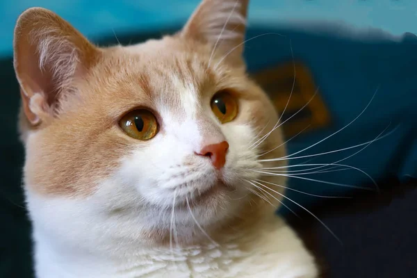 Retrato Gato Doméstico Cara Linda Gato Blanco Beige — Foto de Stock