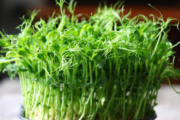 Mikrogreens Segar Dalam Panci Eco Makanan Makanan Vegan — Stok Foto