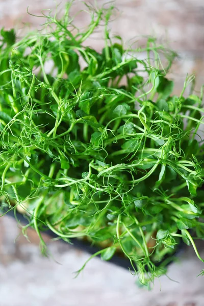 Microgreen Tumbuh Dalam Pot Semangat Muda Kacang Polong Makanan Super — Stok Foto