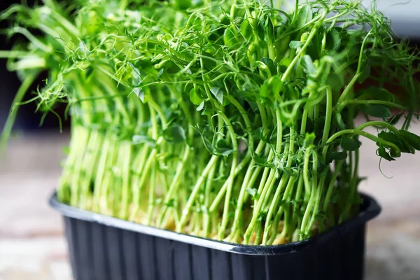 Fresh microgreens in a pot. Eco food. Vegan food.
