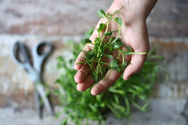 Tangan Menyentuh Microgreen Pea Microgreens Adalah Sumber Vitamin Dan Mineral — Stok Foto