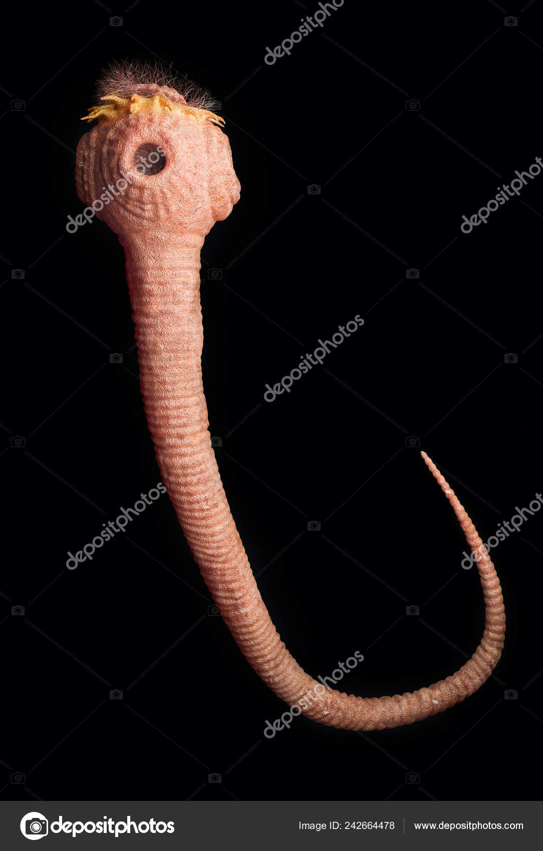 Tapeworm In Dogs Microscope