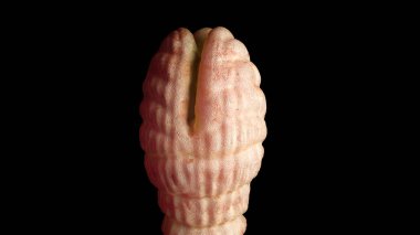 Balık tenya - detaylı diphyllobothrium latum altında mikroskop--3d render
