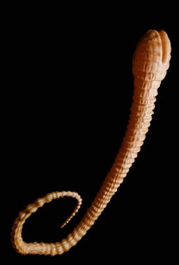 Balık tenya - detaylı diphyllobothrium latum altında mikroskop--3d render