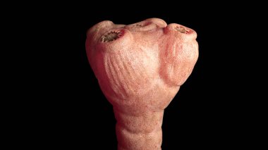 Sığır tenya - mikroskop altında detaylı numaramı saginata--3d render