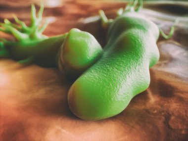 Campylobacter jejuni, elektron mikroskobu tarama - 3d render