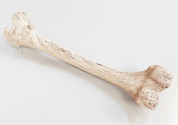 Osteoporose Bovenste Extremiteit Bones Menselijk Lichaam — Stockfoto