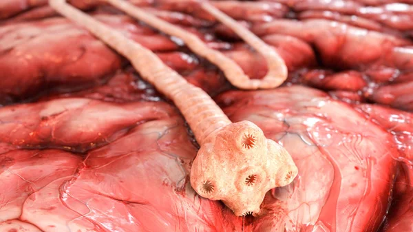 Sığır tenya - mikroskop altında detaylı numaramı saginata--3d render