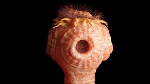 Pork Tapeworm Detaild Taenia Solium Microscope Rendering — Stock Photo, Image