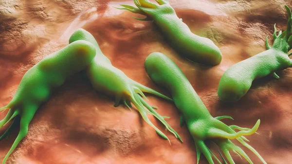 Campylobacter jejuni, elektron mikroskobu tarama - 3d render