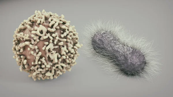 Cancer Cell and Rod-shaped bacteria