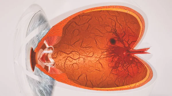 Nsan Gözünün Anatomisi Çok Ayrıntılı — Stok fotoğraf