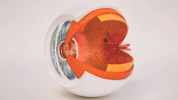 Human eye anatomy very detailed