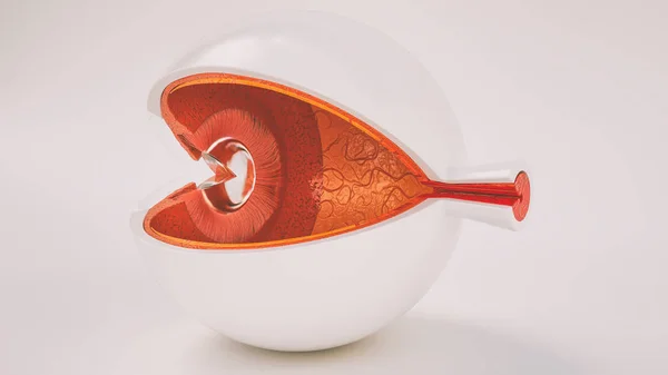 Anatomie Des Menschlichen Auges Sehr Detailliert — Stockfoto