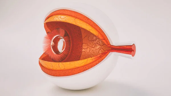 Nsan Gözünün Anatomisi Çok Ayrıntılı — Stok fotoğraf