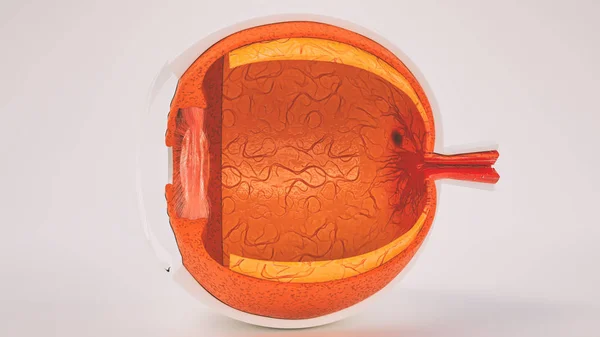 Anatomia Dos Olhos Humanos Muito Detalhada — Fotografia de Stock