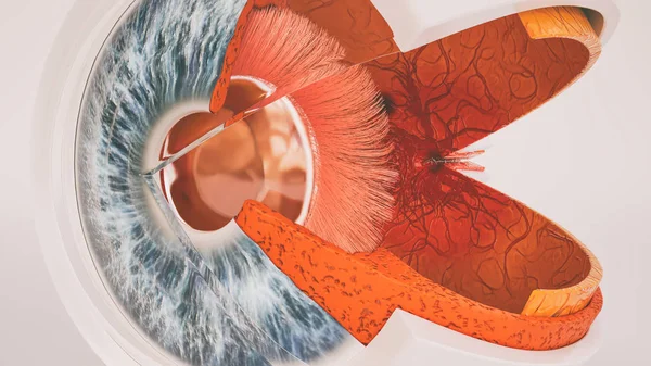 Human eye anatomy very detailed