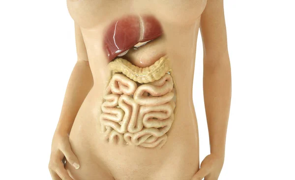 Digestive System Part Rendering — Stock Photo, Image