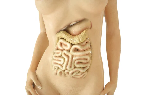 Sistema Digestivo Parte Rendering — Fotografia de Stock