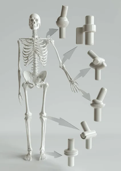 Tipos Articulaciones Esqueleto Humano Rendering — Foto de Stock