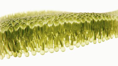 Beyaz arka planda insan lipid bilayer