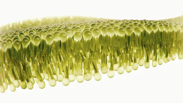 Beyaz arka planda insan lipid bilayer